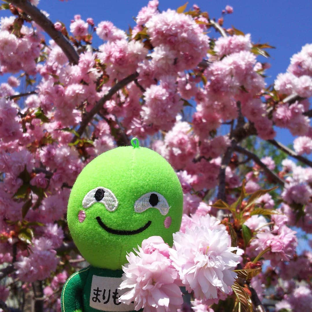 まりもっこりさんのインスタグラム写真 - (まりもっこりInstagram)「まだまだ桜が楽しめますぞ。これまた綺麗に咲いたな～♪ #まりもっこり #まだまだ桜満開」5月11日 11時42分 - marimokkori2005