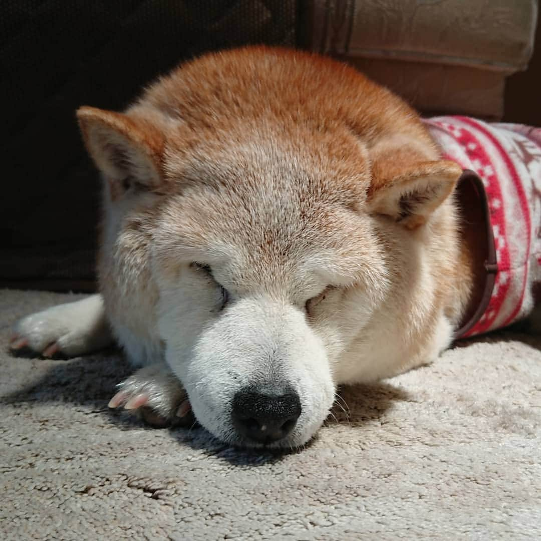 柴子さんのインスタグラム写真 - (柴子Instagram)「こんにちモフ。 #柴犬　#shibainu #shibastagram」5月11日 11時51分 - senogawadogs