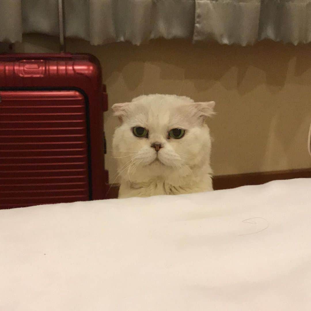 Haruのインスタグラム：「Wake up and come play with me. Yes, it’s just 6AM. #haruthecat #ถูกต้องมันยังเช้า #แต่ตื่นได้แล้วเลาเหงา #มาเล่นกัน」