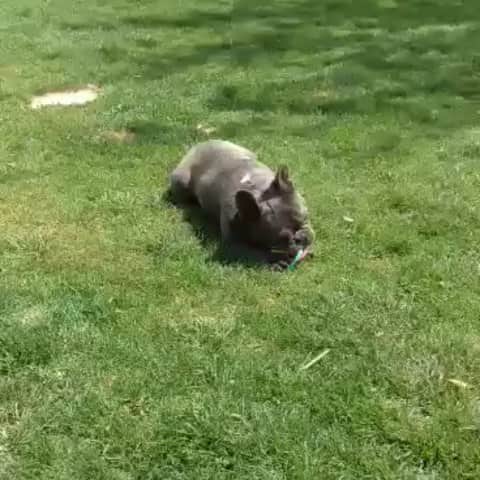Oprahnbooのインスタグラム：「Zyggi.  Loving life  #dogsoftheday #dogsofinstagram #dogiftheworld #dog #frenchie #enjoyit  #shere #tag #likeit #loveit」