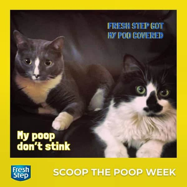 Fresh Stepさんのインスタグラム写真 - (Fresh StepInstagram)「Things you talk about with your pals... #ScoopThePoop #sweepstakes #pooperscooper #freshstepfreshpaws Enter via link in bio 🐾」5月11日 12時46分 - freshstep