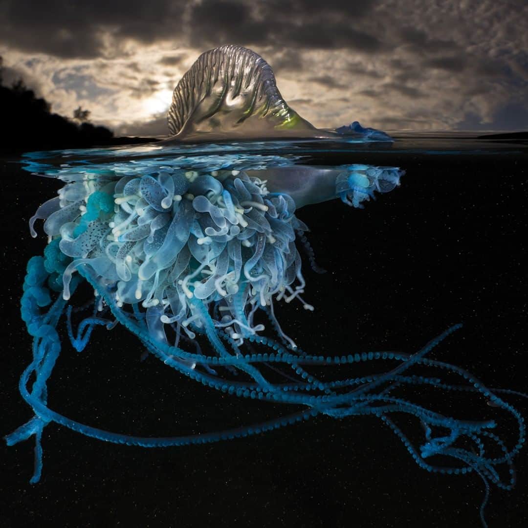 Nikon Australiaさんのインスタグラム写真 - (Nikon AustraliaInstagram)「"Physalia utriculus, also know as the Pacific Man O' War or Blue  Bottle.  Often mistaken as a jellyfish, it’s a siphonophore; a collection of individual animals called zooids that live together as a single organism, kind of like a little floating community of creatures. Every summer they sting an estimated 40,000 beach goers, however their design and shade of blue is one of the most beautiful gifts I have ever witnessed, truly art in nature." - @mattysmithphoto  Camera: Nikon #D810 Lens: AF-S Fisheye NIKKOR 8-15mm f/3.5-4.5E ED Settings: f/29 | 1/250 | ISO 160」5月11日 13時29分 - nikonaustralia