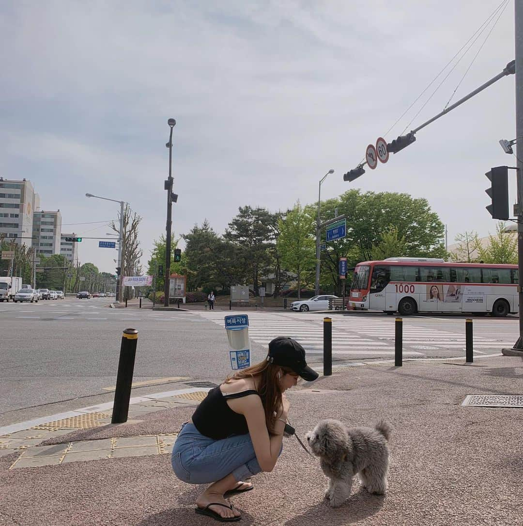 チョ・ミニョンさんのインスタグラム写真 - (チョ・ミニョンInstagram)「#앙모찌와엄마랑 🐶 ♥👩🏽 - 산책 필요없어 엄마무릎이 최고인 앙모찌들 ⠀⠀⠀⠀⠀⠀⠀ 넘어갈 때 앙 모찌 두마리 들었다가 현타온 내표정과 이와중 인형같은 앙모찌 ⠀⠀⠀⠀⠀⠀⠀ 엄마 따라다니기 ⠀⠀⠀⠀⠀⠀⠀ 모찌 왜자꾸 엄마 불러? ⠀⠀⠀⠀⠀⠀⠀ 횡단보도 건너는 뒷 모습 너무 귀염뽀짝 - #개린이들 #육아중 🤓💕」5月11日 13時46分 - xxjominxx