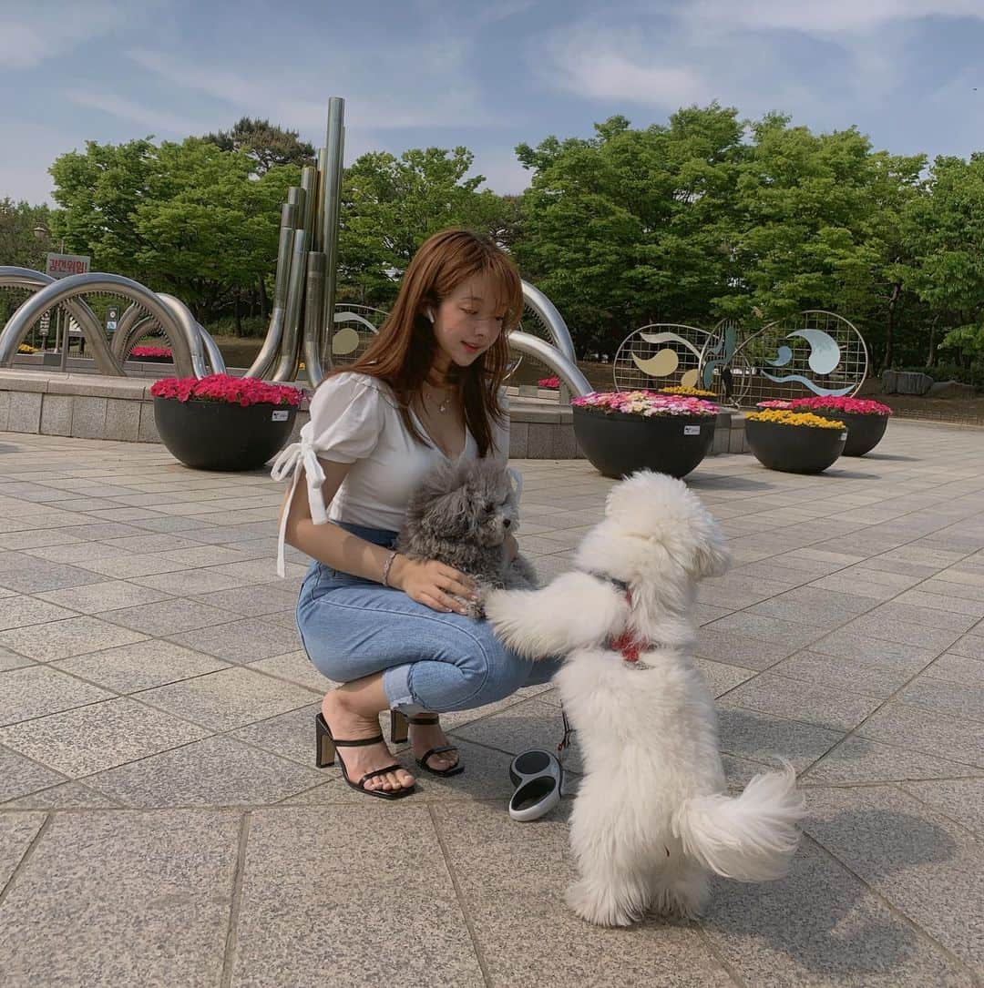 チョ・ミニョンさんのインスタグラム写真 - (チョ・ミニョンInstagram)「#앙모찌와엄마랑 🐶 ♥👩🏽 - 산책 필요없어 엄마무릎이 최고인 앙모찌들 ⠀⠀⠀⠀⠀⠀⠀ 넘어갈 때 앙 모찌 두마리 들었다가 현타온 내표정과 이와중 인형같은 앙모찌 ⠀⠀⠀⠀⠀⠀⠀ 엄마 따라다니기 ⠀⠀⠀⠀⠀⠀⠀ 모찌 왜자꾸 엄마 불러? ⠀⠀⠀⠀⠀⠀⠀ 횡단보도 건너는 뒷 모습 너무 귀염뽀짝 - #개린이들 #육아중 🤓💕」5月11日 13時46分 - xxjominxx