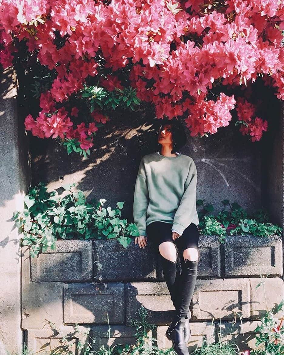 石井美絵子さんのインスタグラム写真 - (石井美絵子Instagram)「あまりの美しさに 撮影終わりに 撮影📷 #ツツジ #花」5月11日 13時50分 - mikako.ishii