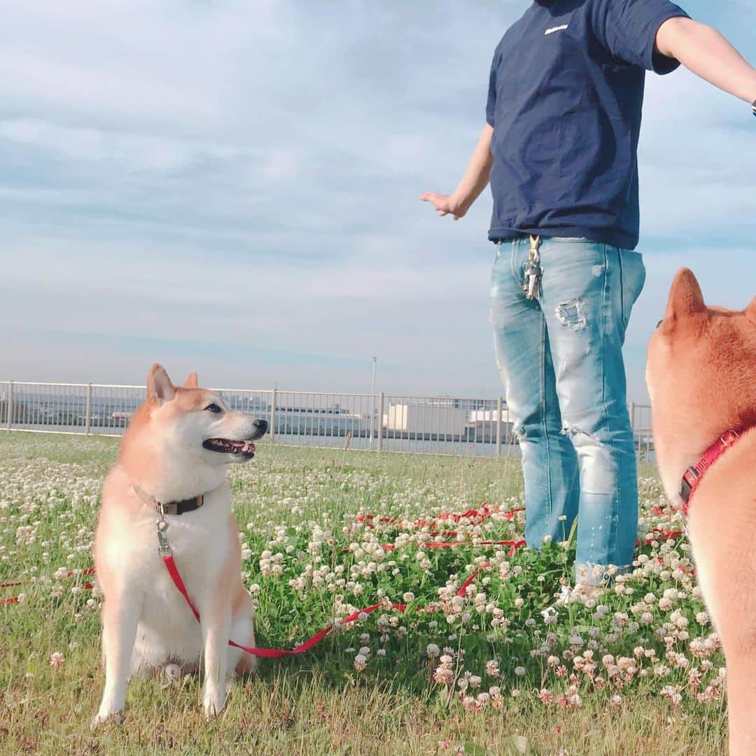 柴犬Mamesuke・Korosuke??大阪さんのインスタグラム写真 - (柴犬Mamesuke・Korosuke??大阪Instagram)「🐱🐻🌷 🐾----*----*----*----*🐾 海とのふれあい広場での写真続きます😅 ①パパとコロちゃんがお話してるようなこの写真、お気に入りです😘 豆ちゃんは一人でエヘヘへ🤤って笑ってる（笑） ②パパを見る豆コロ🥰 #海とのふれあい広場 🐾----*----*----*----*🐾 #MameKoro #豆コロ #West_dog_japan #豆柴 #柴犬 #赤柴 #豆介 #コロ介 #shibagram #shibastagram #shibainu #shiba #shibadog #🐕📷」5月12日 0時46分 - mame_suke_i