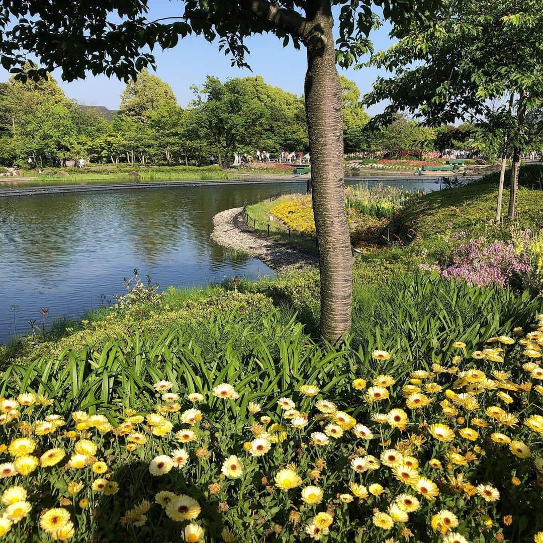福田友理子さんのインスタグラム写真 - (福田友理子Instagram)「* * なばなの里は、緑も花も水辺もいっぱいですごく綺麗でした🌷🌻🌺🌼💐マイナスイオン浴びたー！ * とくに好きなルピナスがたくさん見られて嬉しかったです☺️💐 * * #なばなの里 #ルピナス #ベゴニアガーデン」5月11日 23時24分 - yuriko.fu