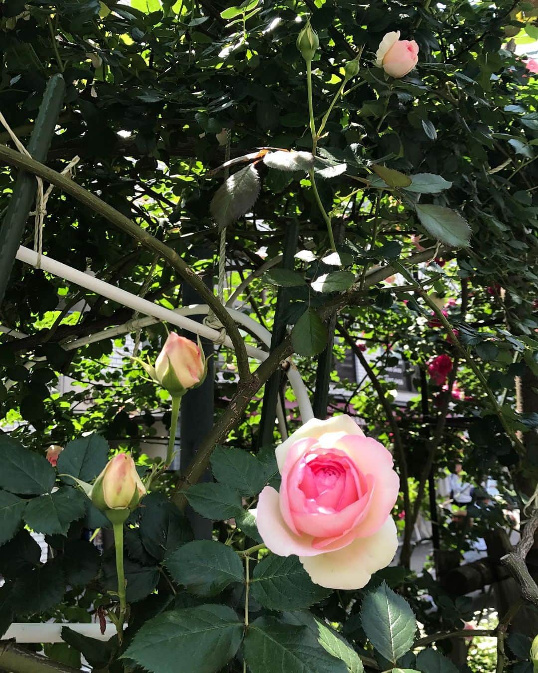 フルカワミキさんのインスタグラム写真 - (フルカワミキInstagram)「蕾が桃みたいに陽の気よ。可愛いわい。 五月。」5月11日 23時25分 - miiikiiicom