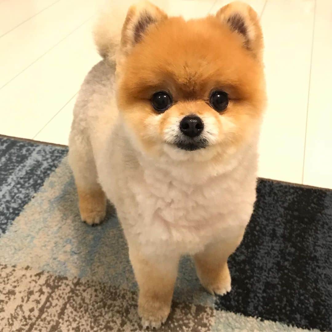 RIO POMEのインスタグラム：「チワワ❓豆しば❓仔犬❓  よく聞かれますが立派な5歳のポメラニアンですよ〜💕 #ポメラニアン #pomeranian  #犬 #dog #dogstagram#doglover #愛犬 #わんこ #ポメラニアン大好き #ポメラニアンが世界一可愛い #pom #ぽめらにあん #ポメ#pomeraniansofinstagram  #pomeranianlove #ふわもこ部 #いぬバカ部 #癒しわんこ#instapic#pomstagram #puppy #dogsofinstagram #cute#cutedog」