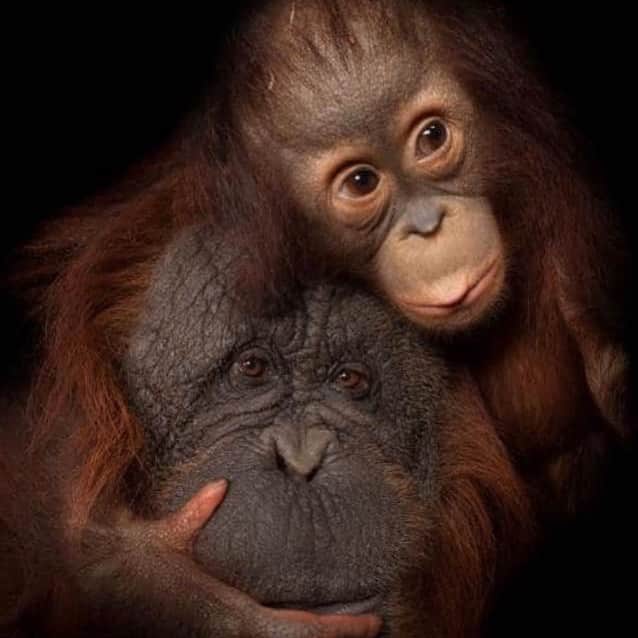 OFI Australiaさんのインスタグラム写真 - (OFI AustraliaInstagram)「Happy Mother's Day to all the beautiful mothers in the world ... both orangutan and human 🧡 It's not too late to celebrate today by becoming a foster Mum to one of the gorgeous little orphan orangutans at our Care Centre .. the perfect gift of love for your Mum. Just visit our website. _____________________________________ 🐒 OFIA Founder: Kobe Steele 💌 kobe@ofiaustralia.com | OFIA Patron and Ambassador: @drbirute @orangutanfoundationintl |  www.orangutanfoundation.org.au 🐒  #orangutan #orphan #rescue #rehabilitate #release #BornToBeWild #Borneo #Indonesia #CampLeakey #orangutans #savetheorangutans #sayNOtopalmoil #palmoil #deforestation #destruction #rainforest #instagood #photooftheday #environment #nature #instanature #endangeredspecies #criticallyendangered #wildlife #orangutanfoundationintl #ofi #drbirute #ofi_australia #ofia #FosterAnOrangutanToday」5月11日 23時44分 - ofi_australia