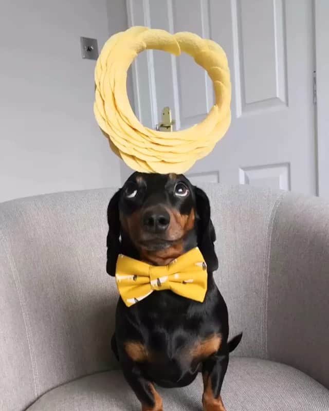 DogsOf Instagramのインスタグラム：「“I’m young, single and ready to pringle 🙄” writes @harlso_the_balancing_hound  #dogsofinstagram」