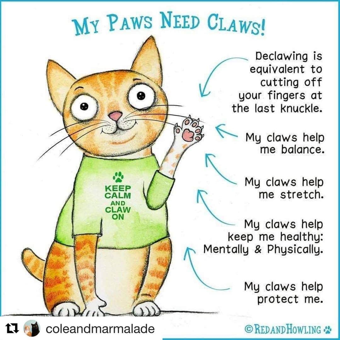 City the Kittyさんのインスタグラム写真 - (City the KittyInstagram)「Thanks to @coleandmarmalade for sharing our important petition to @vca and this amazing educational drawing by @redandhowling  Link to the petition is on my Instagram bio. Let’s get to 50,000 signatures this week! ❤️ ・・・ We all know that paws need claws ... We'd never dream of declawing, Cole, Marm, Jugg or ZigZag! . VCA Animal Hospitals in Canada stopped declawing last year deeming the practice inhumane... so why are VCA Animal Hospitals in America still declawing cats?! . Answer = $$$ . Purrlease take a second to sign this petition and help give cats a voice, together we can end this barbaric practice that belongs in the past -- http://bit.ly/StopDeclawing *LINK IN BIO* . THANK YOU ❤ . #PawsNeedClaws #StopDeclawingCats #betheirvoice #animalwelfare #cats #declawing #pawproject #citythekitty #coleandmarmalade」5月11日 23時49分 - citythekitty