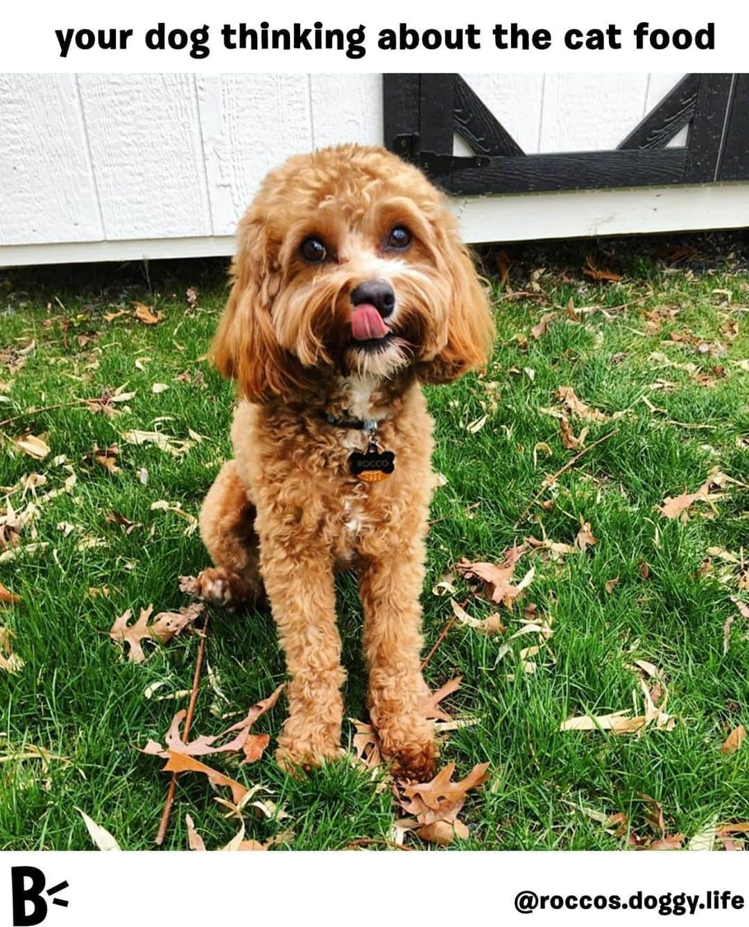 BarkBoxさんのインスタグラム写真 - (BarkBoxInstagram)「this isn't for you???⠀ ⠀ @roccos.doggy.life」5月12日 0時01分 - barkbox