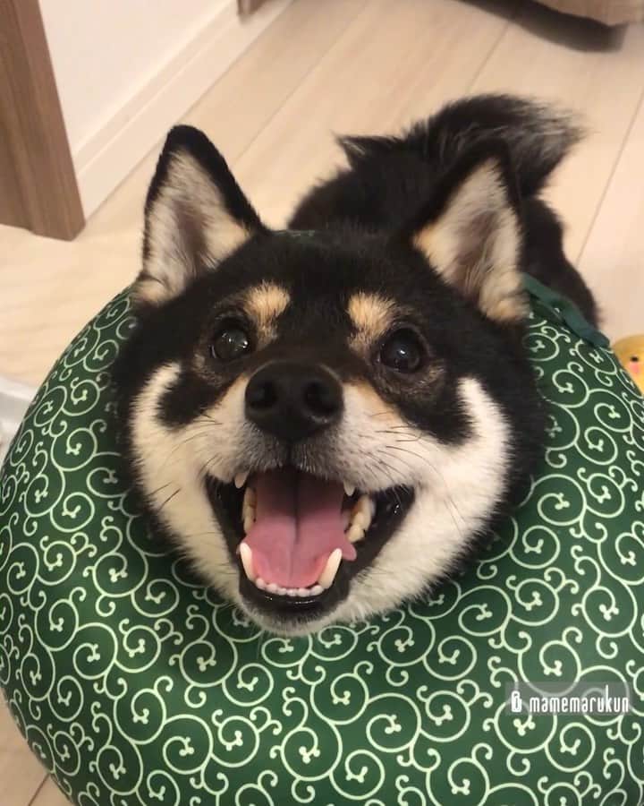まめ丸のインスタグラム：「* * ぼく、せなかに『おでき』できちゃった🐶💦 なめないようにしばらくエリカラ生活だよ🐶💓 * I have got a boil on my back🐶💦 （So I am using E-collar.） * #このエリカラは楽だからイヤじゃないよ #ねるときマクラになるの🐶💓 #だんだん閉まる口 シリーズ * エリカラはハイライトの #楽天roomに載せてます 🐶🍀 #柴犬#豆柴#柴#黒柴#犬#ふわもこ部#shiba#shibainu#shibastagram#shibadog#puppy#instadog#dogstagram#dog#mameshiba#instashiba#petstagram#pet#cute#cutedog#강아지#멍스타그램#doglover#worldofcutepets#roomインフルエンサー」