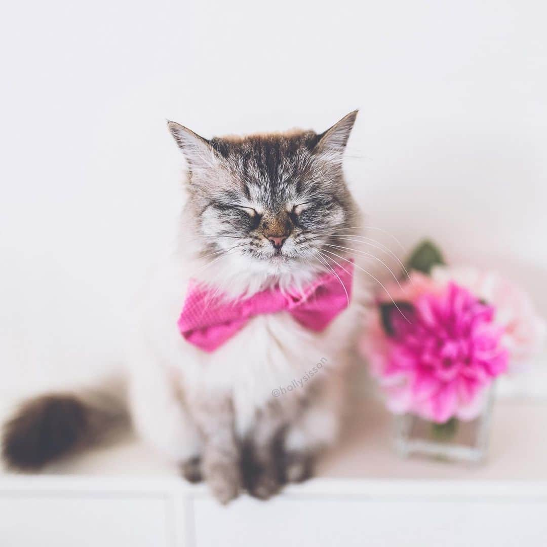 Holly Sissonさんのインスタグラム写真 - (Holly SissonInstagram)「Is pink Alice’s colour? ☺️🐱💕 #cat #SiberianCat Having this beautiful girl in my life! #danielsfamilyliving (See more of Alice, Finnegan, and Oliver, on @pitterpatterfurryfeet) ~ Canon 1D X MkII + 35 f1.4L @ f1.4 See my bio for full camera equipment information plus info on how I process my images. 😊 ~ #pickmotion」5月12日 0時28分 - hollysisson