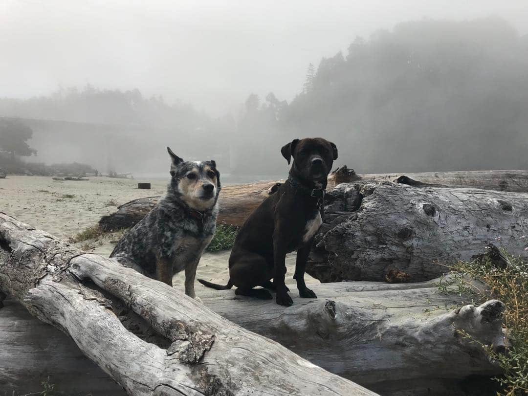 Dogs by Ginaのインスタグラム：「Happy National Dog Mom day!! Tag a dog mom and share your posts with me! I’ll add them to my story! Tell me why you love being a #dogmom #nationaldogmomday」