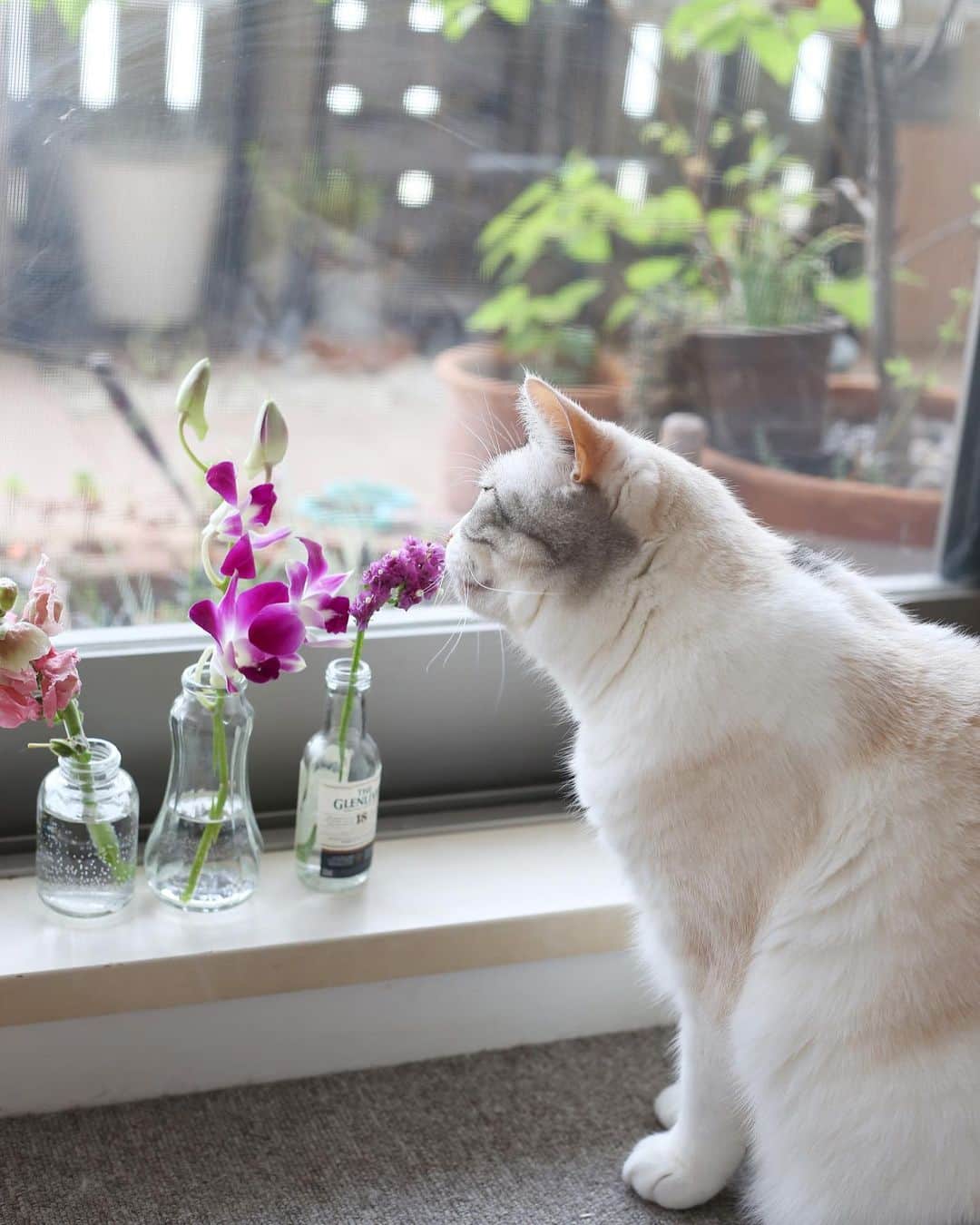 Natsukiのインスタグラム：「どうもスターチスのお花が美味しそうな香りがするのかお気に召した様子(笑)  #cat  #scottishfold  #猫のいる暮らし  #flower  #bloomeelife  #花のある暮らし」