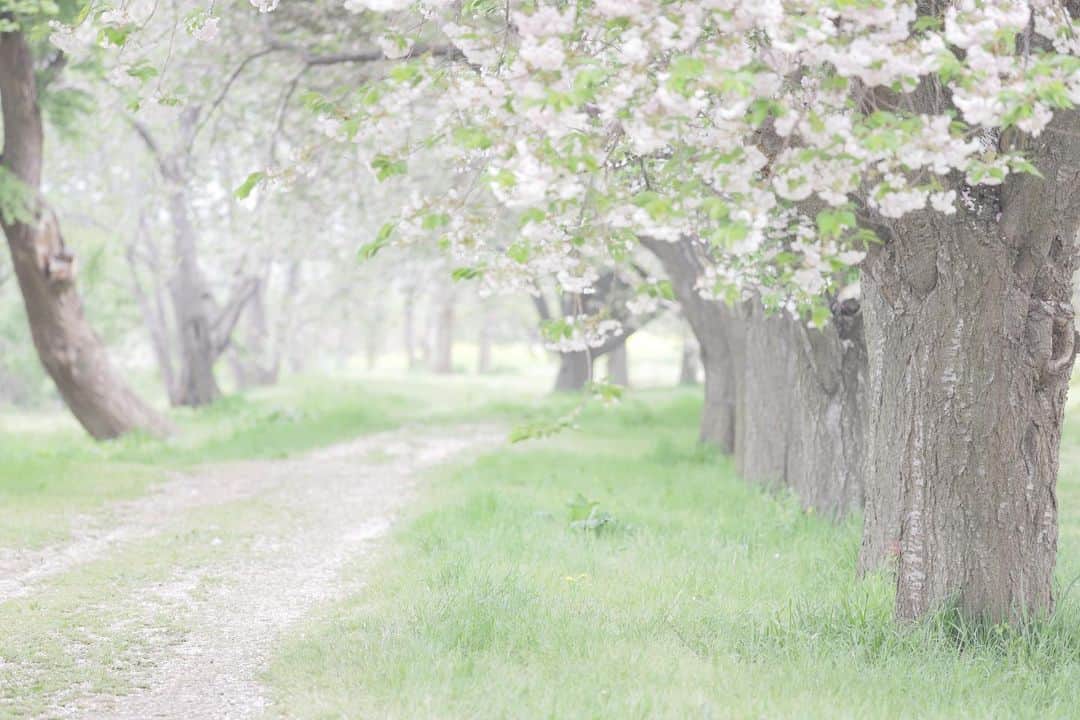 mamiのインスタグラム：「* 毎年会いに行きたくなる景色。 . 令和、最初で 今年、最後の桜の園 . ありがとう♡ . . #オールドレンズ  #オールドレンズに恋をした #オールドレンズで繋がりたい #私が紡ぐ物語 #fluffypack #dailypetstars #igersjp #_lovely_weekend #Airy_pics #whim_fluffy #tokyocameraclub #ファインダー越しのわたしの世界 #写真好きな人と繋がりたい #桜 #cherryblossom #桜並木」