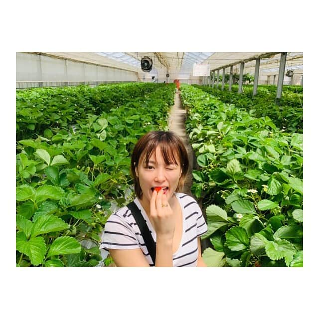 中山こころさんのインスタグラム写真 - (中山こころInstagram)「いーちーごー狩ーりー🍓 * #いちご狩り #🍓 #たらふく食べた  #天国なのか  #必死過ぎて前髪ぺたんこ #いちごいちごいちご」5月11日 15時51分 - coocoorooo