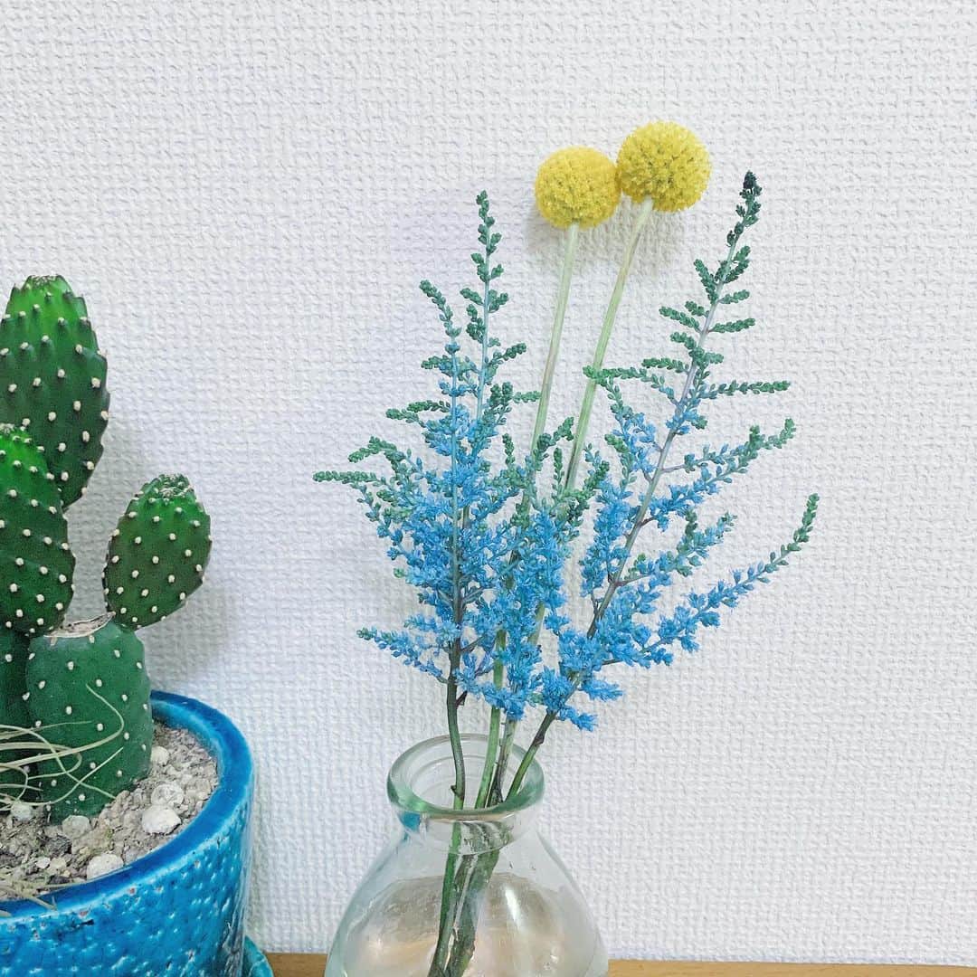久保陽香さんのインスタグラム写真 - (久保陽香Instagram)「. クラスペディアの黄色いまん丸と アスチルベのスカイブルーが とっても綺麗でとっても好き。 の隣にいるサボテンの存在感。  アスチルベもドライに出来るみたいなので どんな雰囲気になるかとっても楽しみ。 どんどん部屋が花で溢れてゆく〜幸せ〜  #クラスペディア #アスチルベ #くぼお花」5月11日 16時13分 - kubo_haru