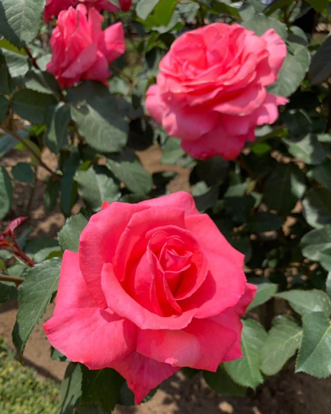 木部さんさんのインスタグラム写真 - (木部さんInstagram)「今日は春バラを 見てきましたよ！🌹 . . . . #薔薇 #薔薇の香りに包まれて #薔薇の花🌹 #roses🌹 #rosegarden #beautifulroses🌹」5月11日 16時05分 - kibe_dayo