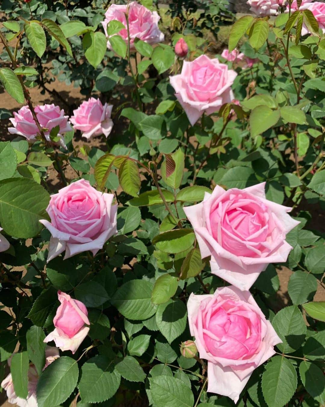 木部さんさんのインスタグラム写真 - (木部さんInstagram)「今日は春バラを 見てきましたよ！🌹 . . . . #薔薇 #薔薇の香りに包まれて #薔薇の花🌹 #roses🌹 #rosegarden #beautifulroses🌹」5月11日 16時05分 - kibe_dayo