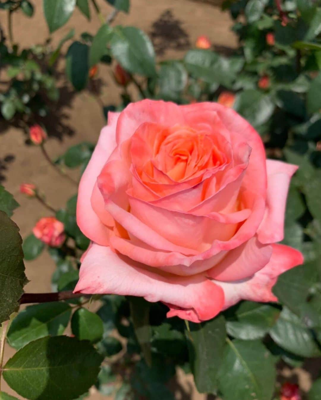 木部さんさんのインスタグラム写真 - (木部さんInstagram)「今日は春バラを 見てきましたよ！🌹 . . . . #薔薇 #薔薇の香りに包まれて #薔薇の花🌹 #roses🌹 #rosegarden #beautifulroses🌹」5月11日 16時05分 - kibe_dayo