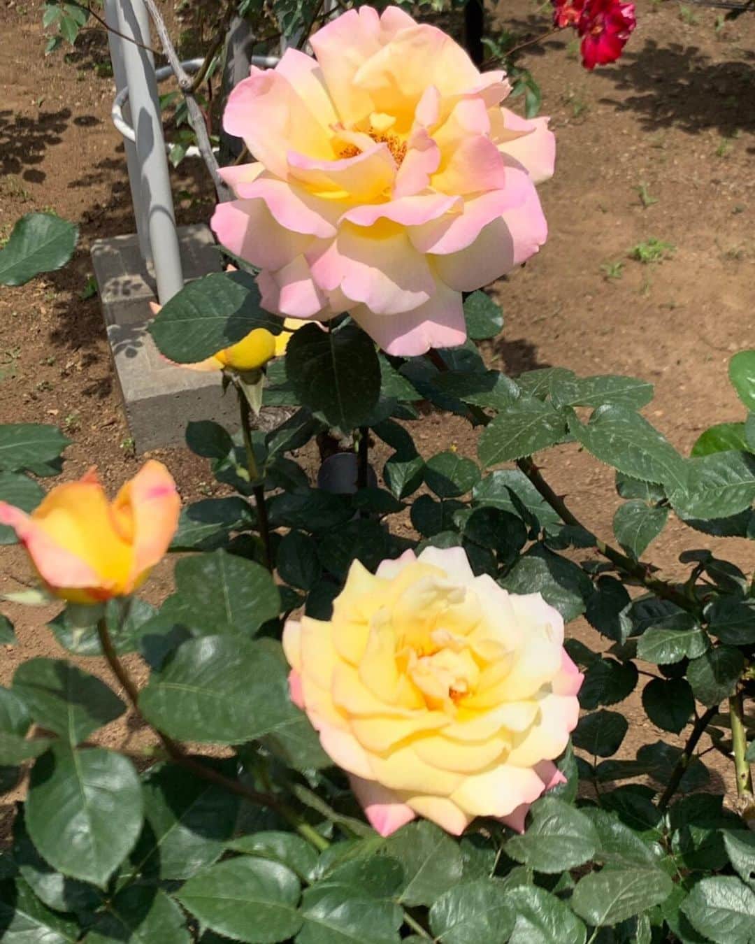 木部さんさんのインスタグラム写真 - (木部さんInstagram)「今日は春バラを 見てきましたよ！🌹 . . . . #薔薇 #薔薇の香りに包まれて #薔薇の花🌹 #roses🌹 #rosegarden #beautifulroses🌹」5月11日 16時05分 - kibe_dayo