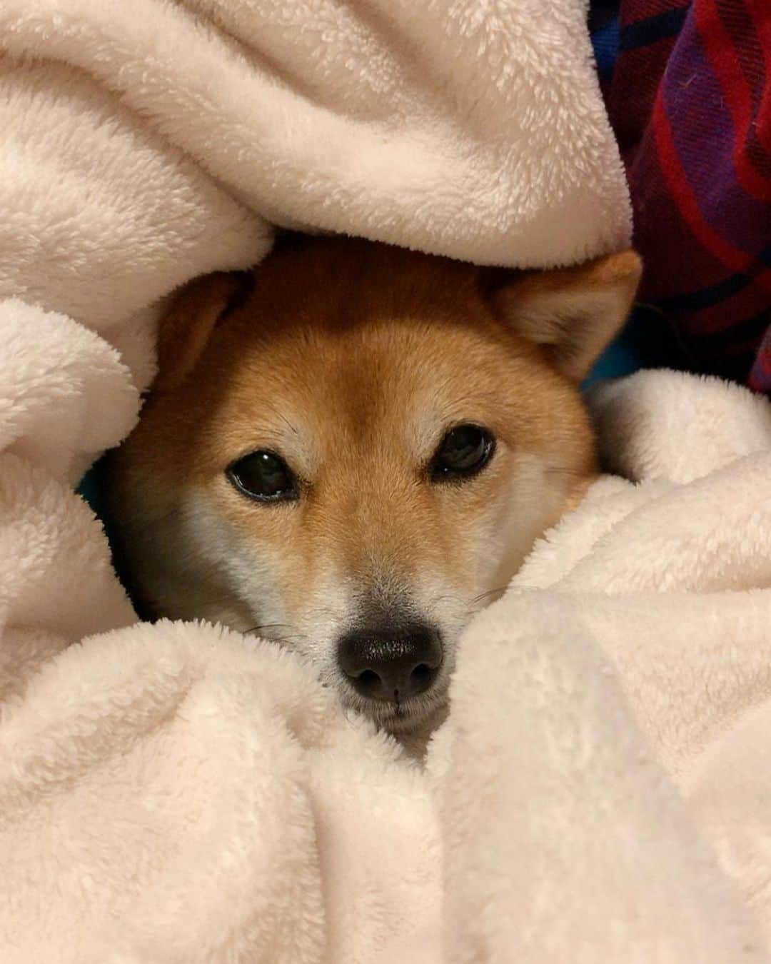 豆柴 サニーちゃんさんのインスタグラム写真 - (豆柴 サニーちゃんInstagram)「. . HELLO〜こんにちわん🐻🌷🍀 . 毛布にもぐるの大好きサニーちゃん💕 エリカラしてからできなくて もぐりたそうにしてるから 毛布をエリカラの中に入れてあげたよ☺️ 落ち着くんだよね〜💕 . エリカラいつ取れるかな〜 今日は術後、初の💩も出たし さにたん元気いっぱいです🎉 . 今から病院行って 先生に聞いてきまーす🏥 . . #もぐらちゃん #毛布だいすき犬 #さにたんの子宮蓄膿症日記 #エリカラ生活 . #柴犬#豆柴 #赤柴 #まめしばいぬ#まめしば#いぬのきもち#ふわもこ部 #pecoいぬ部#pecotv#サンデイ#サンデイいぬ組#anicas #shiba_snap#todayswanko#west_dog_japan #shibainu #shiba#mameshiba#shibastagram #豆柴サニーちゃん」5月11日 16時07分 - sunny_rei_32