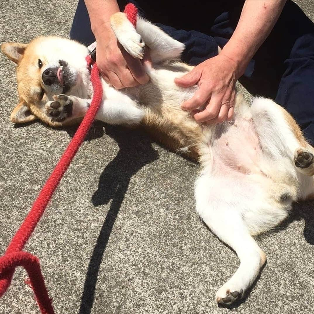 柴犬たま Shibainu Tamaさんのインスタグラム写真 - (柴犬たま Shibainu TamaInstagram)「ミケの開き * Caption trans🇬🇧 Meekeh cut open and dried. * #たま家族 #柴犬ミケ #夏日 #暑い #日向ぼっこ #犬の開き #へそ天 #肉球 #じわじわくる #じわる #柴犬 #shiba #shibainu #shibastagram #犬 #dog」5月11日 16時21分 - tama7653