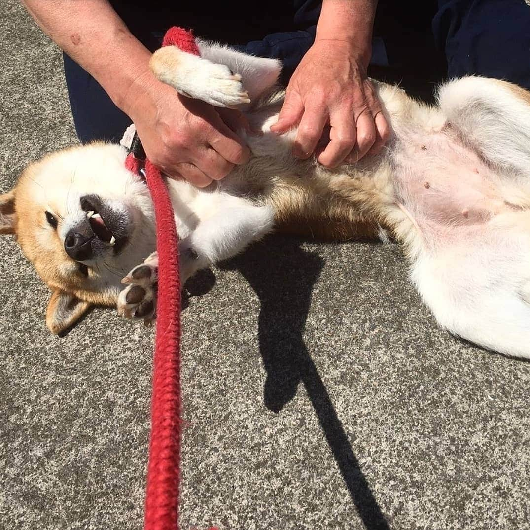 柴犬たま Shibainu Tamaさんのインスタグラム写真 - (柴犬たま Shibainu TamaInstagram)「ミケの開き * Caption trans🇬🇧 Meekeh cut open and dried. * #たま家族 #柴犬ミケ #夏日 #暑い #日向ぼっこ #犬の開き #へそ天 #肉球 #じわじわくる #じわる #柴犬 #shiba #shibainu #shibastagram #犬 #dog」5月11日 16時21分 - tama7653