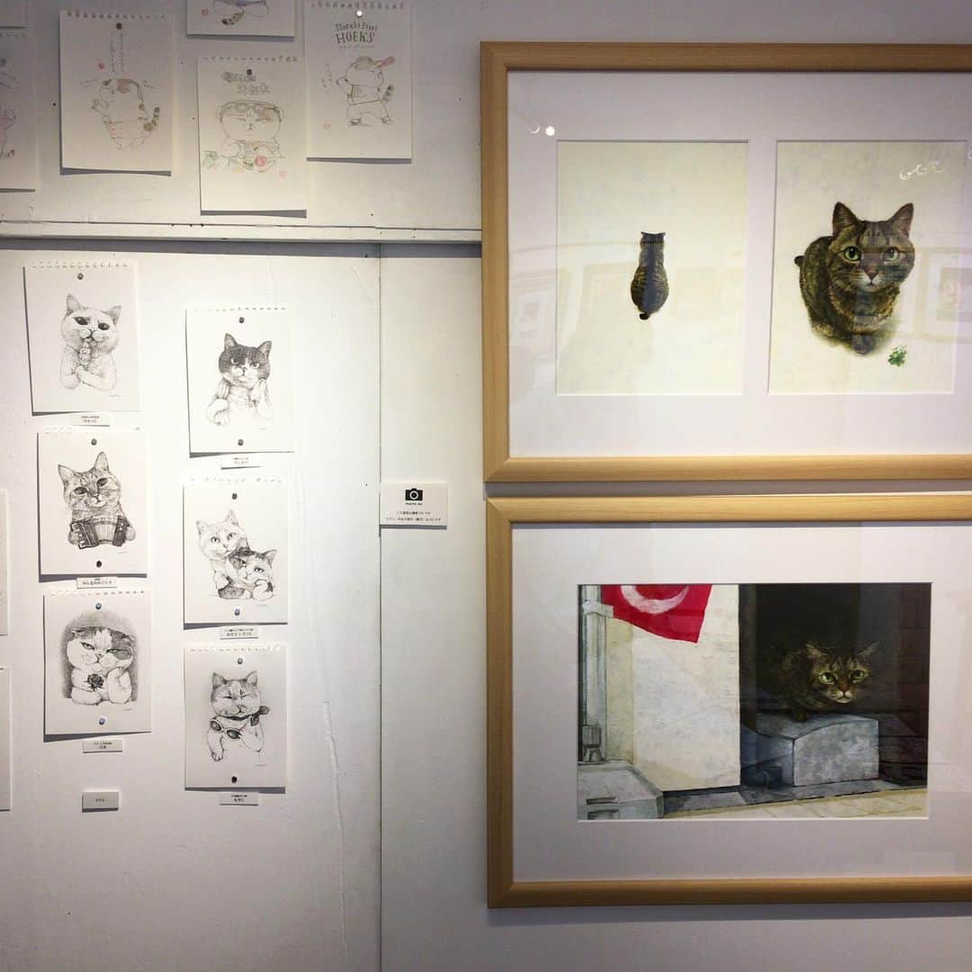 合田経郎のインスタグラム：「ウレシカで町田尚子さんのを見る。猫だらけ。原画の迫力。」