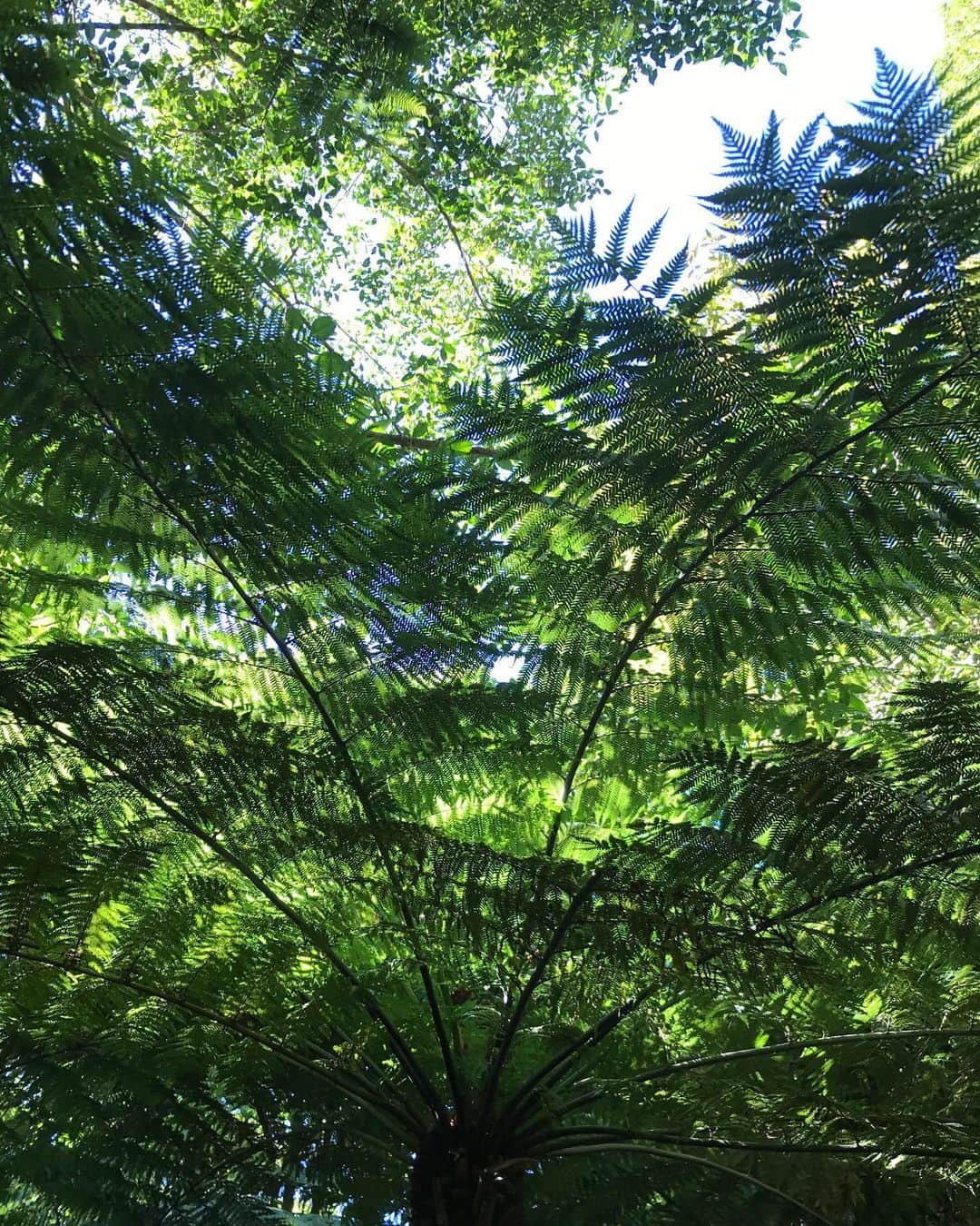 芦田桂子さんのインスタグラム写真 - (芦田桂子Instagram)「ユーカリの森🌿 辺り一面、ユーカリの香りに包まれ心身共に深〜いリラックスできた場所は初めてでした🌿 目を閉じて何度も深呼吸してたな〜 ✴︎ ストレス社会の現代、改めてアロマテラピーと森林浴、自然の中で過ごす時間がいかに大切か実感🌿 また訪れたい場所のひとつ🇦🇺 ✴︎ #ブルーマウンテンズ国立公園  #ユーカリ  #世界遺産  #アロマテラピー #自宅でもユーカリの香りを🌿 #自然が好き  #リラックス  #苦手な事務作業中に写真で逃避行 #今すぐ飛んで行きたい✈️ #nature  #eucalyptustree  #blueridgemountains #green #sky #beautiful  #love 芦田桂子」5月11日 16時15分 - keiko_ashida