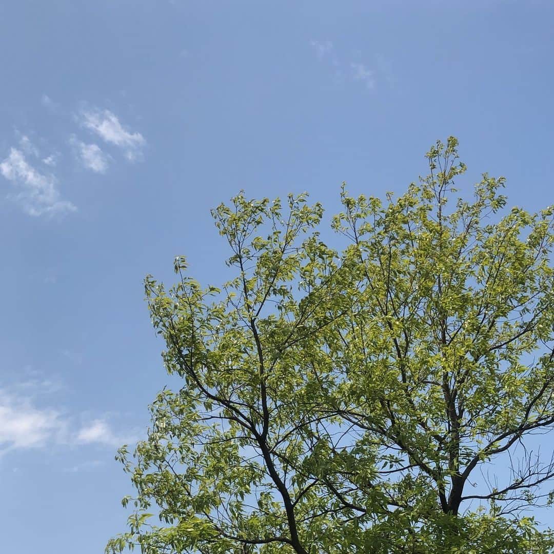 山田弥希寿さんのインスタグラム写真 - (山田弥希寿Instagram)「・ 最近晴れの天気が続いて気分良し🙆🏻‍♂️☀️ ・ 過去に空の写真をたくさんアップロードしています。その季節で違う空の色や草木を楽しんでいただけたら🙇🏻‍♂️✨ ・」5月11日 16時35分 - mikitoshi_617