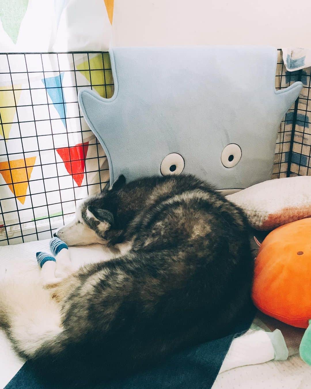 r_oseのインスタグラム：「Malibu’s bedroom🐺🌊🥥〰️」