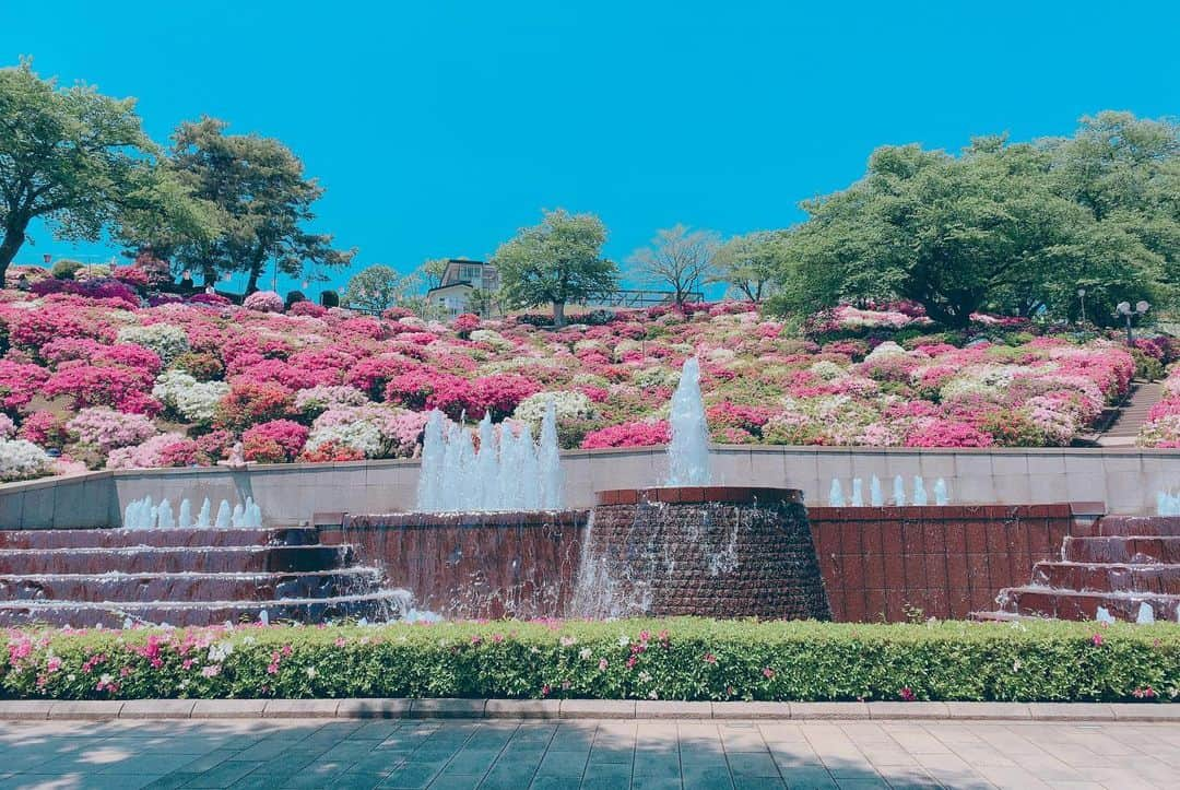 takegaeruさんのインスタグラム写真 - (takegaeruInstagram)「GW中に寄れなかった所、、 西山公園、つつじが満開で綺麗でした🌺 茶色いきゃわたんは相変わらずお昼寝中😴 #西山公園 #レッサーパンダ #鯖江市」5月11日 16時49分 - takegaeru