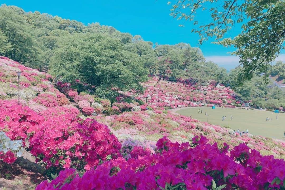 takegaeruさんのインスタグラム写真 - (takegaeruInstagram)「GW中に寄れなかった所、、 西山公園、つつじが満開で綺麗でした🌺 茶色いきゃわたんは相変わらずお昼寝中😴 #西山公園 #レッサーパンダ #鯖江市」5月11日 16時49分 - takegaeru