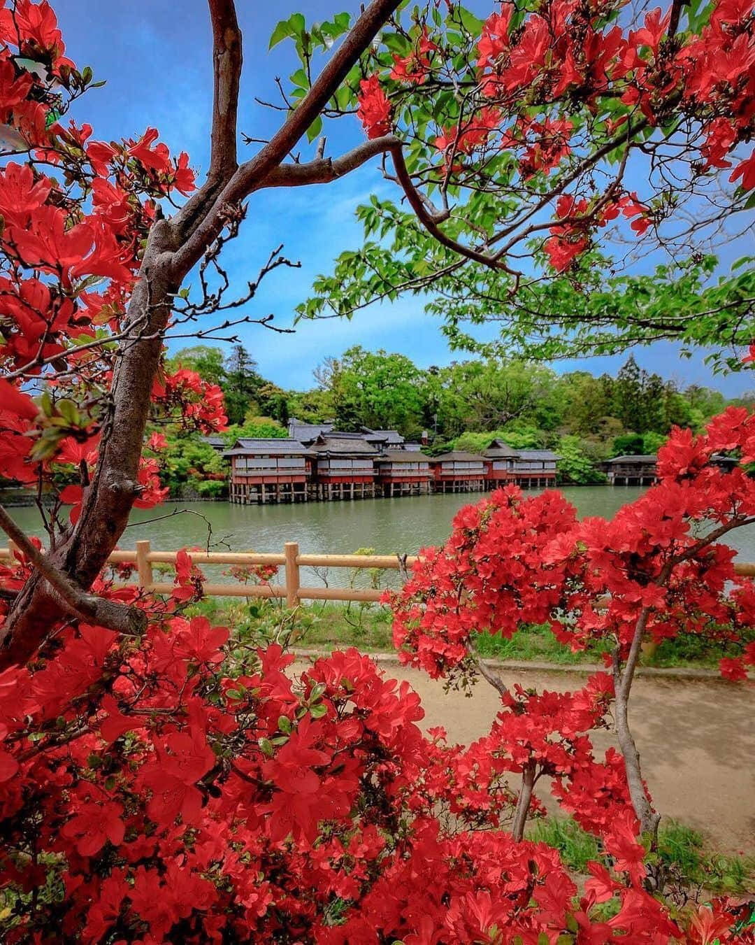 aumoさんのインスタグラム写真 - (aumoInstagram)「. 【#神社巡り ×#女子旅 】 . 京都府長岡京市にある「#長岡天満宮 」にて撮影されたお写真📸 「天神さん」と呼ばれ親しまれている神社⛩境内に咲く真っ赤なツツジがとっても綺麗ですね❤️🍃 . . Credit：@kazuuuuu67 さん 素敵なお写真をありがとうございます！ . あなたが撮影した素敵な写真に 「#aumo」を付けて教えてください♡ あなたの投稿が明日紹介されるかも♪ . aumoアプリは毎日配信！おでかけや最新グルメなどaumo読者が気になる情報が満載♡ ダウンロードはプロフィールのURLから✔︎ (iPhone&Android版) . . #京都旅行#京都観光#京都カフェ #日本の景色 #インスタ探検隊 #女子旅#絶景#絶景スポット#旅 #風景写真#旅人の交換日記#ダレカニミセタイケシキ #東京カメラ部 #カメラ女子部#東京カメラガール#旅行好き#旅好きの人と繋がりたい#カメラ撮ってる人と繋がりたい#あなたとみたい景色#フォトジェニック #国内旅行 #国内旅行好きな人と繋がりたい#kyotojapan #神社 #京都女子旅 #一人旅」5月11日 17時12分 - aumo.jp