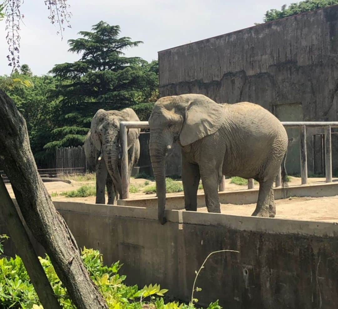 高橋みゆきさんのインスタグラム写真 - (高橋みゆきInstagram)「東武動物公園🐘🐧🐆心坊初の動物園👶キョロキョロと🎶大きくなって何の動物が好きになるのかな？🐶💕 #東武動物公園 #子連れたくさん #いい距離歩いた #お花綺麗でした💐」5月11日 17時39分 - shin_miyukichi