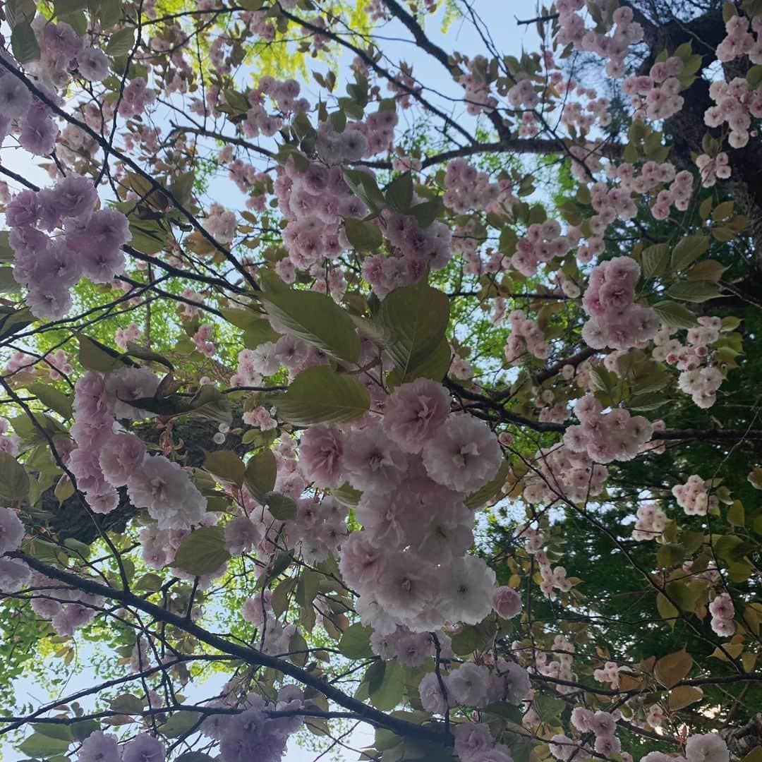 クリス智子さんのインスタグラム写真 - (クリス智子Instagram)「LOVE FOR NIPPON @ 福島。 今日は、最高の天気。 桜も。」5月11日 17時42分 - chris_tomoko