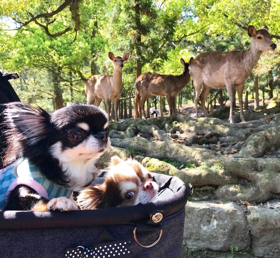 kayoのインスタグラム：「* * 奈良の鹿とシンクロ🦌🦌🦌 * * Melon💗Lychee * * #鹿 #奈良公園 * #chihuahua#chihuahualove#dogstgram#dog#instadog#チワワ#チワワ大好き * *」
