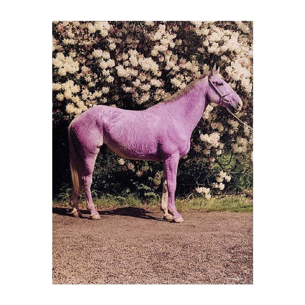 セドリック シャルリエさんのインスタグラム写真 - (セドリック シャルリエInstagram)「Saturday british mood: Tim Walker’s pink horse #timwalker #cedriccharlierofficial #cedriccharlier #moodoftheday #britishstyle」5月11日 18時06分 - cedriccharlierofficial