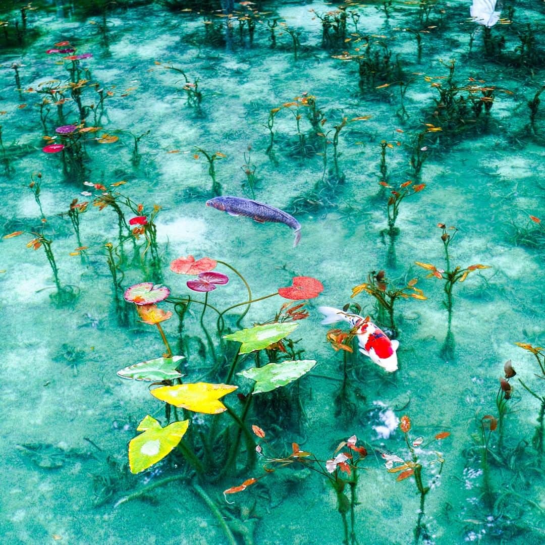 楽天トラベル さんのインスタグラム写真 - (楽天トラベル Instagram)「#岐阜県 #関市 にある根道神社境内にある#名もなき池 。透明度の高い湧水に咲く#睡蓮 と色とりどりの#錦鯉 が泳ぐ姿がとても美しく、フランスの画家クロード・モネが描いた『睡蓮』に似ていることから #モネの池 と呼ばれるように🌿睡蓮の花が咲く初夏の時期にぜひ訪れてみたいスポットです✨ . ******************* 旅先で撮った素敵な写真に @rakutentravel をタグ付けしてシェアしてね♪ 厳選してこのアカウントで紹介させていただきます！ ******************* . #楽天トラベル #楽天  #rakutentravel #旅 #旅行 #旅に出よう #旅行好きな人と繋がりたい #travel #trip #日本 #japan #일본 #instagramjapan #IG_JAPAN #japantrip #gifu #岐阜 #モネ」5月11日 18時00分 - rakutentravel