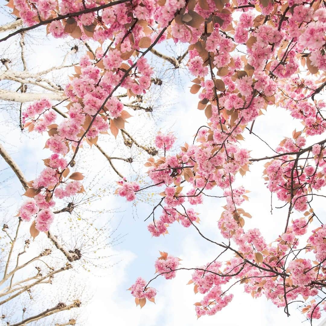 フィオレッリさんのインスタグラム写真 - (フィオレッリInstagram)「If only Spring could creep back out from behind the clouds 🌸💭 What's your favourite thing about the season? #Spring #Blossom #Saturday #Weekends」5月11日 18時00分 - fiorelli_bags