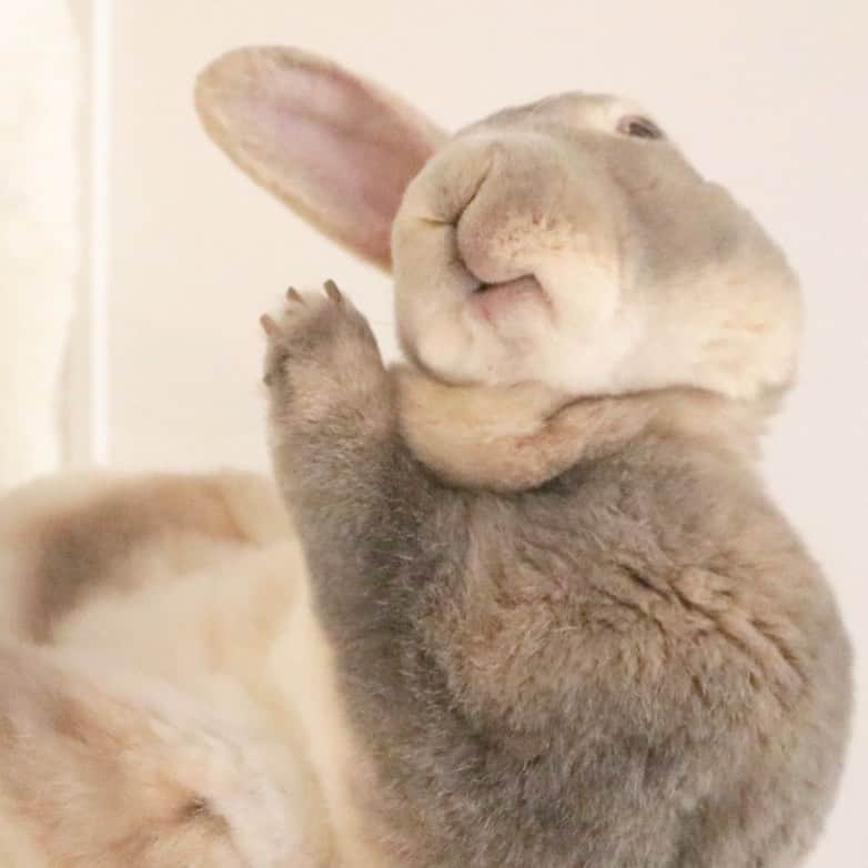 Kayoのインスタグラム：「おほほほー ごきげんようざます♡」