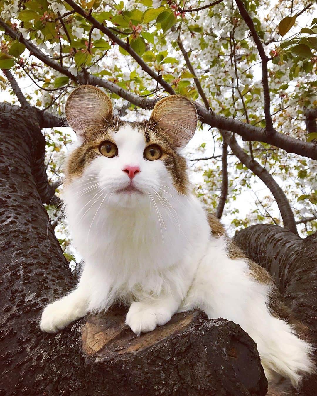 眞木美咲パメラさんのインスタグラム写真 - (眞木美咲パメラInstagram)「やってみたかった🐻 . フラン耳大きいからミッキーも似合うかと思ってつい。 謎の生物。 でもかわいい。 森の主感。 目黒川の主。 ちゅーるお供えすると喜ぶよ。 . #beautyplus  #cat #なんでもできるね #丸耳猫 #catstagram  #norwayjanforestcat  #猫 #bigcat #ノルウェージャンフォレストキャット  #癒し #bigearcat」5月11日 18時01分 - pamypamypamy