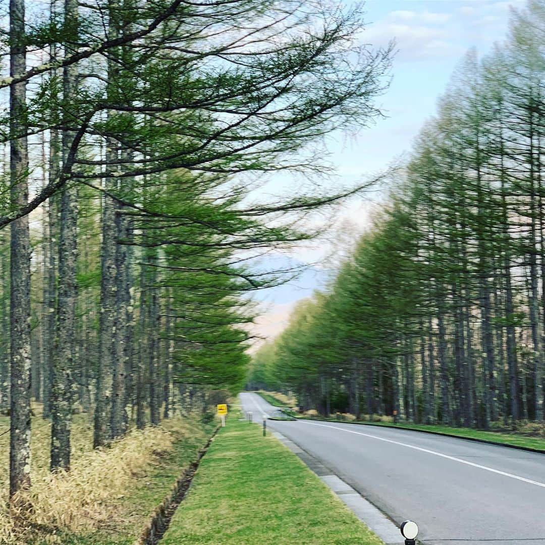RIKAPEPEのインスタグラム：「鹿に遭遇しました🦌⭐️⭐️⭐️ #八ヶ岳高原ロッジ  #八ヶ岳」