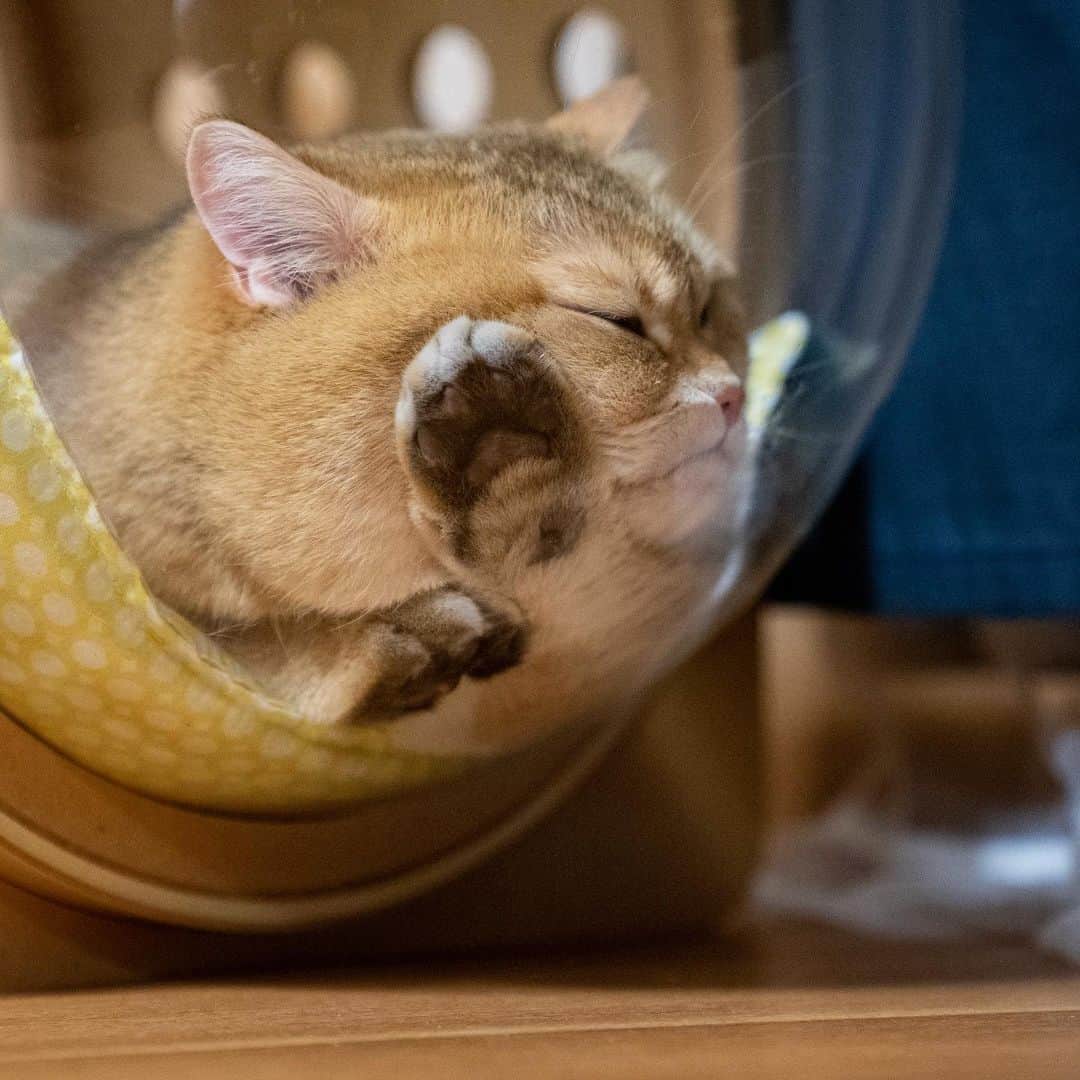 Hosicoさんのインスタグラム写真 - (HosicoInstagram)「THE bed for a lifetime! Hosico fans in USA~~ MYZOO Spaceship is finally available on Amazon again! 🚀 A perfect shelter for Hosico to stay in, and a beautiful piece of art to enjoy. Join me and let’s all fly to the wonderland~ See you all in dream~ 💭  Link to Spaceship → amzn.to/30c0Fmc . Or just look up “MYZOO” on Amazon 😺 @myzoojapan #myzoojapan #spaceship」5月11日 18時04分 - hosico_cat