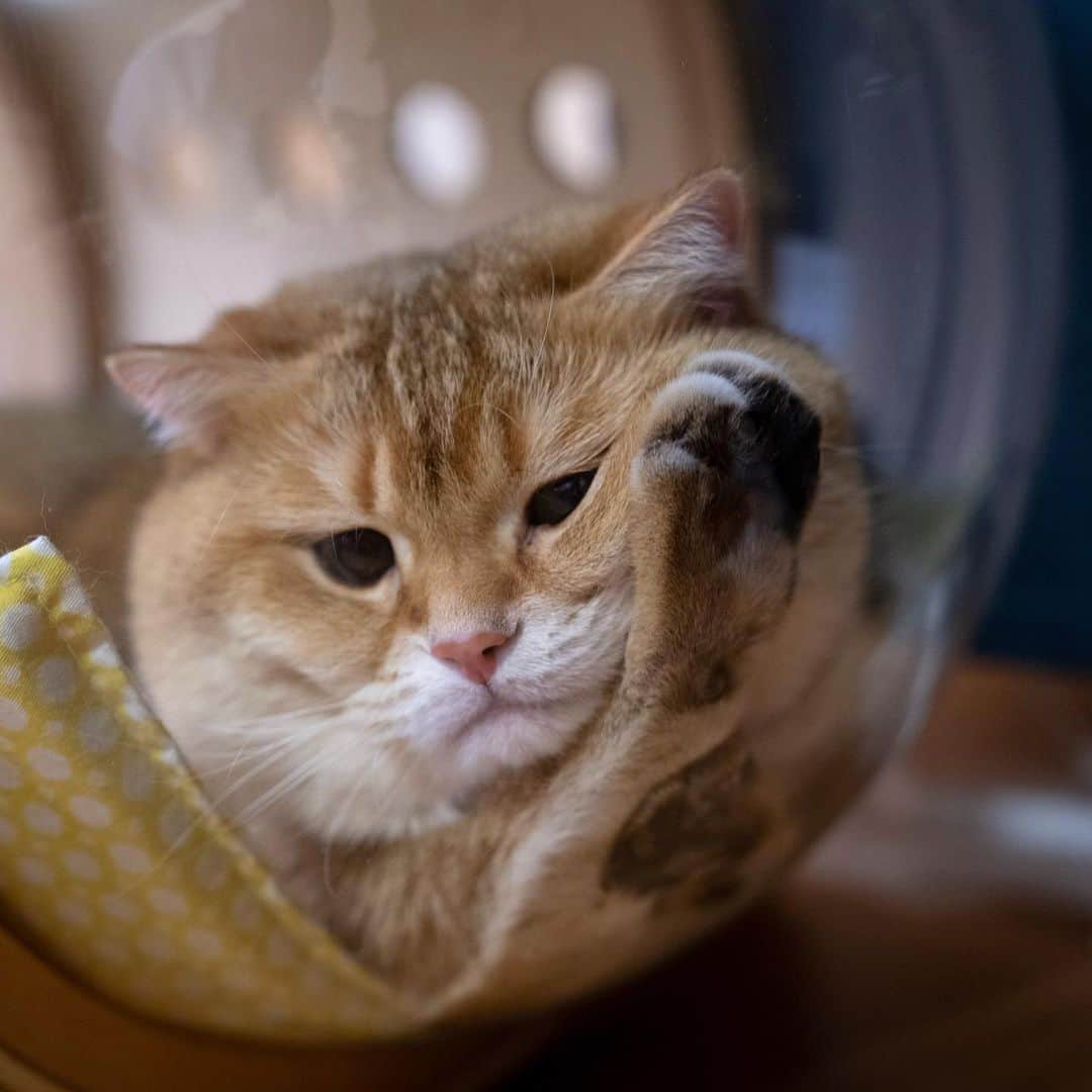 Hosicoさんのインスタグラム写真 - (HosicoInstagram)「THE bed for a lifetime! Hosico fans in USA~~ MYZOO Spaceship is finally available on Amazon again! 🚀 A perfect shelter for Hosico to stay in, and a beautiful piece of art to enjoy. Join me and let’s all fly to the wonderland~ See you all in dream~ 💭  Link to Spaceship → amzn.to/30c0Fmc . Or just look up “MYZOO” on Amazon 😺 @myzoojapan #myzoojapan #spaceship」5月11日 18時04分 - hosico_cat