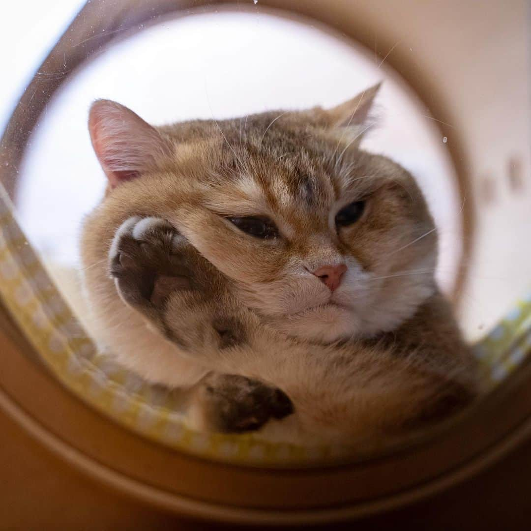 Hosicoさんのインスタグラム写真 - (HosicoInstagram)「THE bed for a lifetime! Hosico fans in USA~~ MYZOO Spaceship is finally available on Amazon again! 🚀 A perfect shelter for Hosico to stay in, and a beautiful piece of art to enjoy. Join me and let’s all fly to the wonderland~ See you all in dream~ 💭  Link to Spaceship → amzn.to/30c0Fmc . Or just look up “MYZOO” on Amazon 😺 @myzoojapan #myzoojapan #spaceship」5月11日 18時04分 - hosico_cat